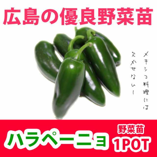 予約苗 野菜苗 トウガラシ ハラペーニョ 実生苗 1pot 納期指定不可 の通販はau Pay マーケット さいじょう緑花