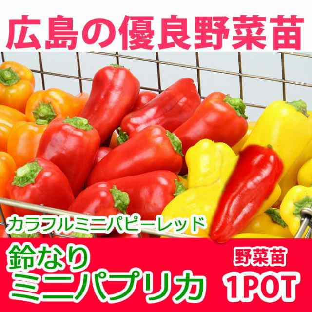 予約苗 野菜苗 ピーマン 鈴なりパプリカ カラフルミニパピー レッド 苗 1pot 納期指定不可 の通販はau Pay マーケット さいじょう緑花