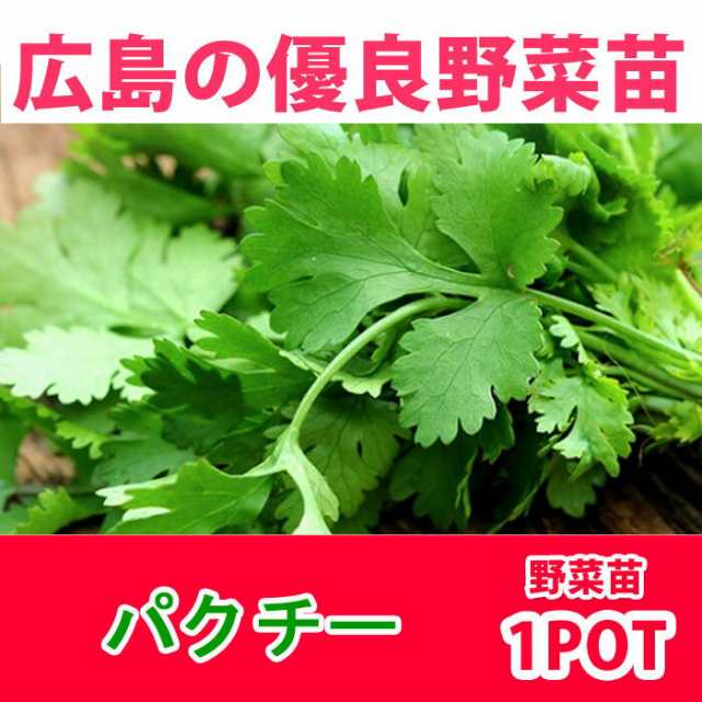 予約苗 野菜苗 パクチー コリアンダー 苗 1pot 納期指定不可 の通販はau Pay マーケット さいじょう緑花