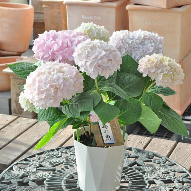 アジサイ 霧島の恵 淡いピンク 今大人気の紫陽花の通販はau Pay マーケット さいじょう緑花