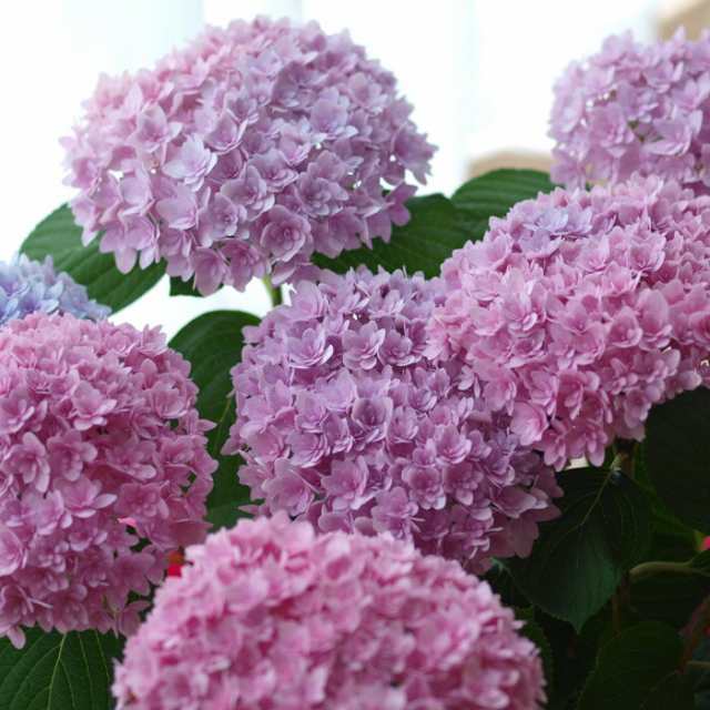 アジサイ ごきげんようピンク ハイドランジア 紫陽花 鉢花 5号potの通販はau Pay マーケット さいじょう緑花