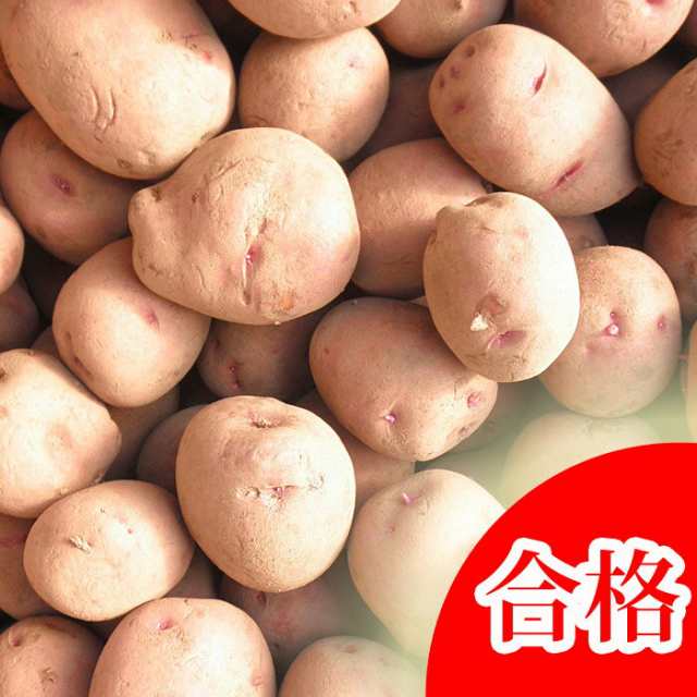 アンデスレッド 種芋 ジャガイモ じゃがいもの種 1kg 検査合格済 サイズ混合 春植え の通販はau Pay マーケット さいじょう緑花