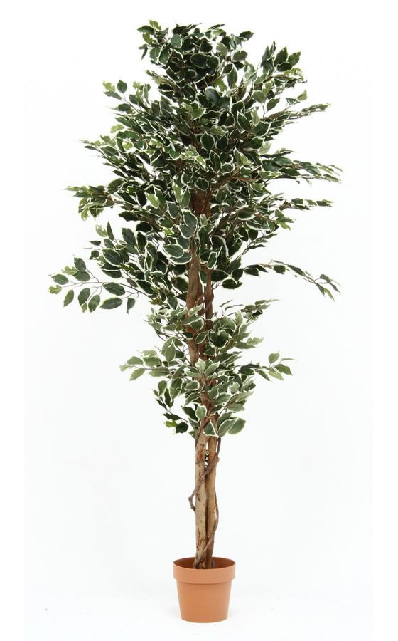 不二貿易 観葉植物 フィカス 1124 B 52664