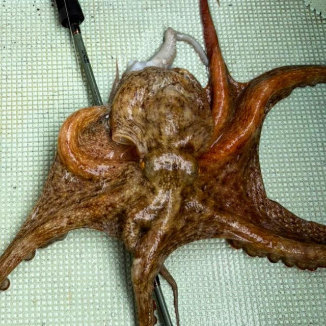 おり釣具 船竿 オーシャンバリュー 船タコ 165(ori-784573)｜おり釣具