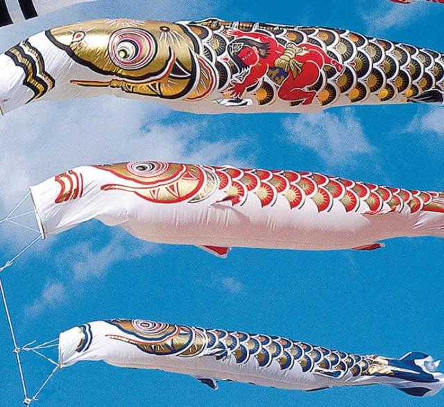 鯉のぼり 5m 黄金（青鯉） 鯉のぼり 5m 黄金（青鯉） 庭園鯉 祥龍黄金