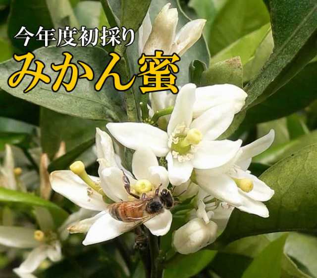 2022年新蜜】生はちみつ 非加熱 純粋みかん蜂蜜500g みかんの郷のはちみつ【宇和養蜂】【養蜂場直送】【愛媛産】【国産】の通販はau PAY  マーケット - 愛媛のみかん夢果実