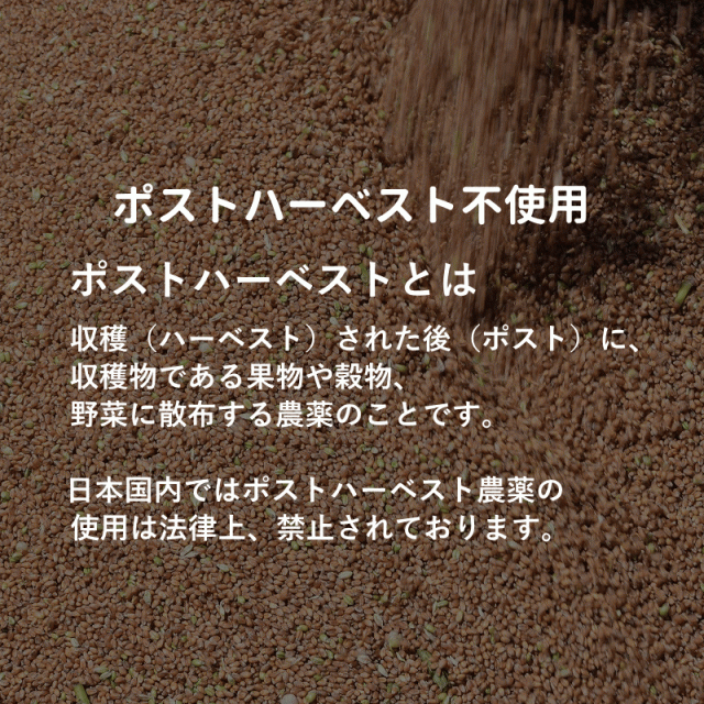 キタ玄粒 国産 小麦 玄小麦 キタカミコムギ 20kg 2kg×10 送料無料 青森県産 業務用 国産玄小麦 お菓子作り に適した 薄力系 日本の小麦 玄小麦 小麦粒 青森県産 全粒粉_7