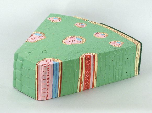 茎の断面模型（単子葉）