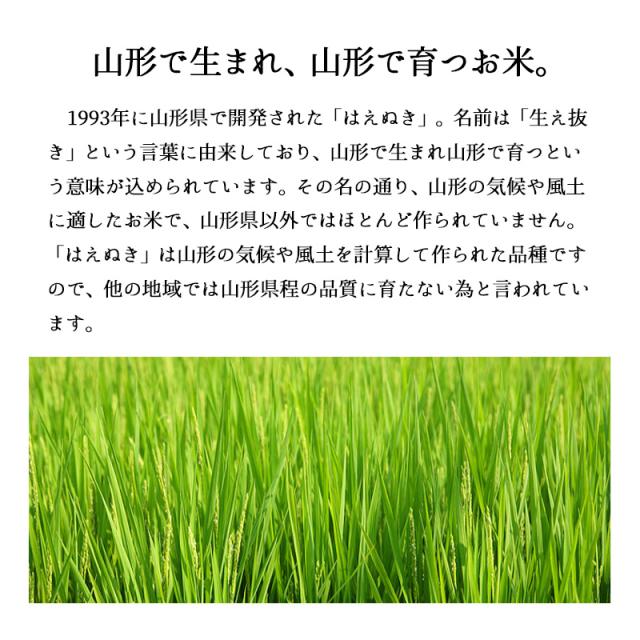 越後の稲穂屋 米 20kg 山形県産 はえぬき お米 20キロ 令和7年産 沖縄別途送料_2