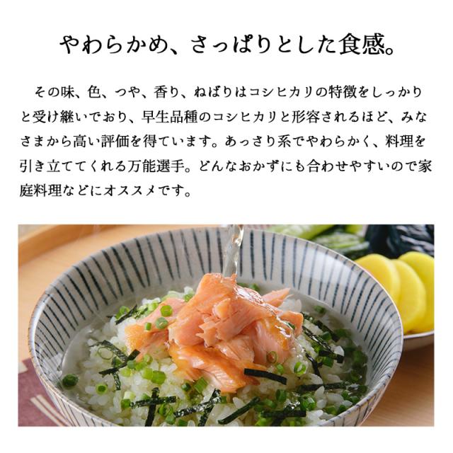 越後の稲穂屋 米 20kg 新潟産 こしいぶき 令和7年産 お米 20キロ 沖縄別途送料_4