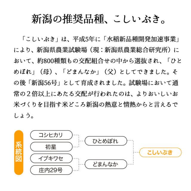 越後の稲穂屋 米 20kg 新潟産 こしいぶき 令和7年産 お米 20キロ 沖縄別途送料_5