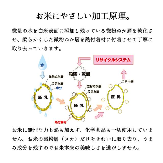 越後の稲穂屋 米 10kg 無洗米 新潟産コシヒカリ お米 10キロ 令和7年産 沖縄別途送料_5