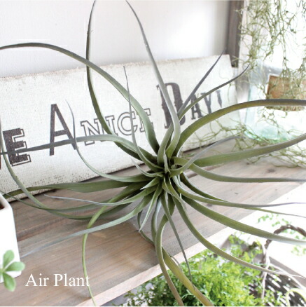 エアプランツ グリーン F30cm 観葉植物 造花 インテリア フェイクグリーン インテリア インダストリアル チランドシア チランジの通販はau Pay マーケット フェイクグリーンのお店 みんとかふぇ