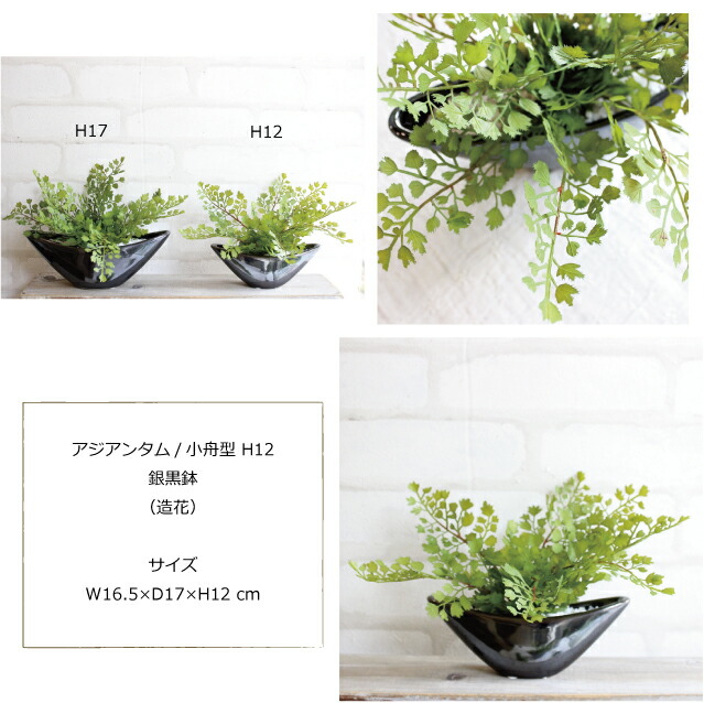 アジアンタム 小舟型 H12 銀黒鉢 造花 インテリア Ct触媒 観葉植物 ミニ フェイクグリーンの通販はau Pay マーケット フェイクグリーンのお店 みんとかふぇ