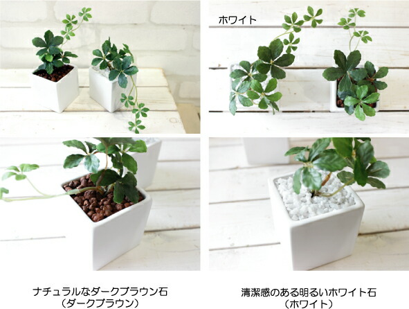 シュガーバイン シサスアイビープラント 観葉植物 造花 インテリア 光触媒 Ct触媒 ミニ フェイクグリーン 葉っぱ花 アレンジ おしゃれ リの通販はau Pay マーケット フェイクグリーンのお店 みんとかふぇ