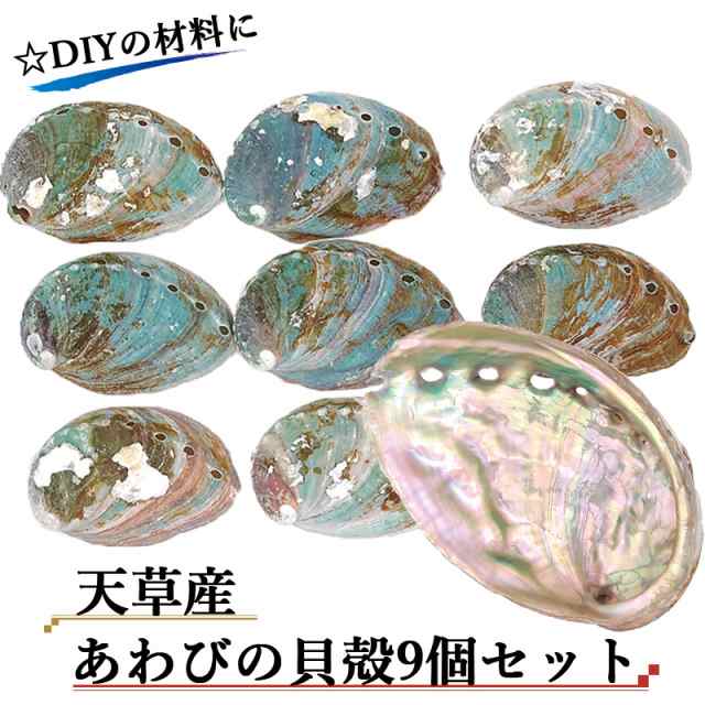 【 天草産 あわびの貝殻 9個セット 】 貝 シェル パーツ インテリア アクセサリー DIY｜au PAY マーケット