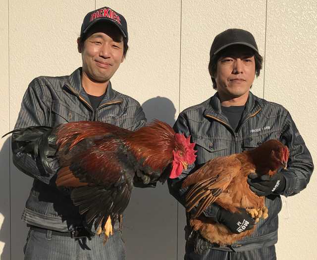 天草大王一羽丸ごとセット】贈答用 産地直送グルメ 地鶏 熊本県産 鶏肉 モモ肉 ムネ肉 ササミ 手羽先 手羽元 レバー 砂ズリ 鶏鍋の通販はau  PAY マーケット - メルカートくまもと