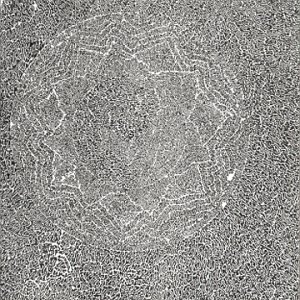 Poppy Nogood & the Phantom(中古品)の通販は