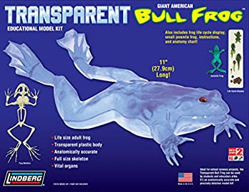 【未使用 中古品】リンドバーグ 1/1 ヴィジブル フロッグ ウシガエル プラモデル(中古品)の通販は