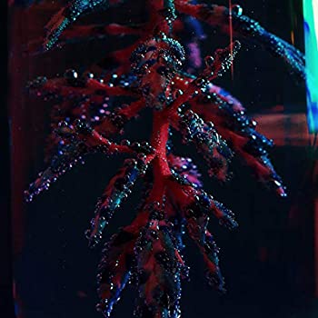 Cocoon Crush(未使用 未開封の中古品)の通販は 10,087円