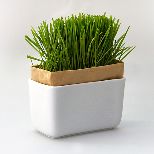 にゃんベジ セット猫草栽培キット 有田焼容器 リフィル２個 Hario ハリオ 日本製 Haの通販はau Pay マーケット なちゅのごはん