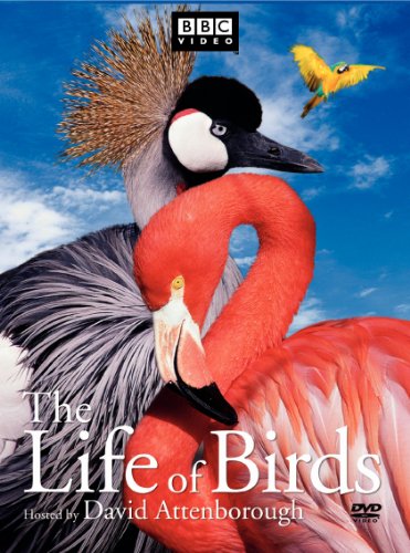 「ほぼ新品」Life of Birds [DVD] [Import](中古品)