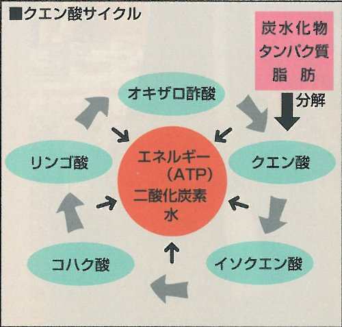 ガイア物産 黒麹もろみ酢 720ml×4本 沖縄 土産 人気 飲むお酢 健康管理 保存料未使用