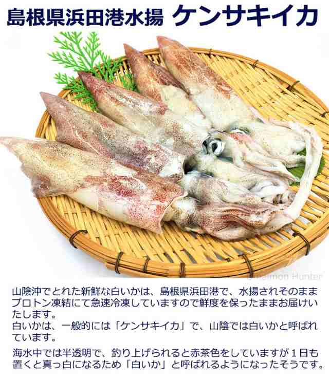 浜田港 ケンサキイカ 丸 約3kg プロトン凍結 シーライフ 山陰沖 白いか 身が柔らかく 甘みが強い 刺身にぴったり 条件付き送料無料の通販はau Pay マーケット 旨いもんハンター