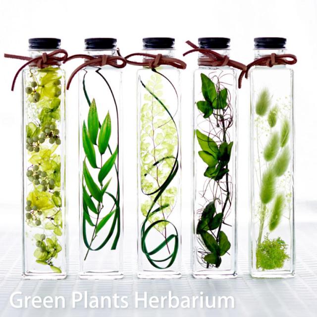 即日発送 16時〆切 グリーンプランツ ハーバリウム 植物標本 カワイイ 人気 オシャレ インテリア オイル 花 観葉植物 開店祝い 引越の通販はau Pay マーケット 花まりか