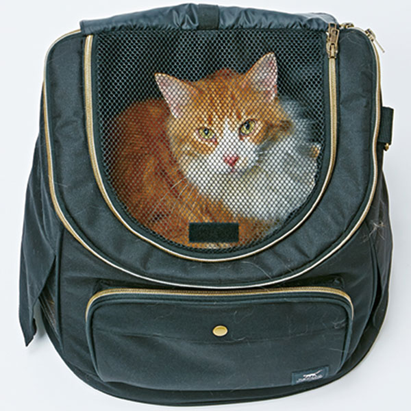 ペティオ necoco リュックキャリー ブラック 黒 猫用 キャリーバッグ 生地 布 猫 ネコ 短毛 長毛 〜8kg おでかけにぴったり リュックタイプで疲れにくく安定した空間で猫ちゃん快適 Petio_5
