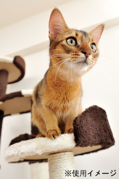 アドメイト 猫のおあそびポール お魚ファミリー ハイタイプ キャットタワー おもちゃ 一人遊び スリム ネコ 短毛 長毛 〜10kg 変形自由自在のニュータイプキャットタワー Add.mate_1