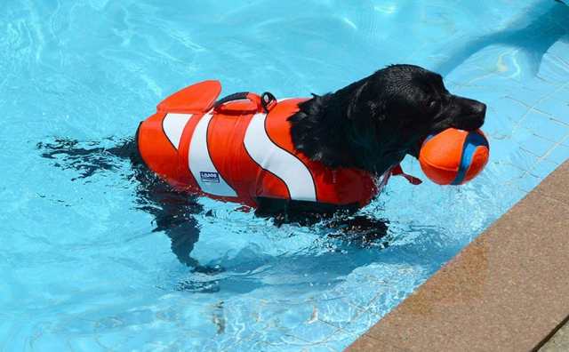 犬 ライフジャケット カクレクマノミ サメ 小型犬 中型犬 安全な泳ぎを補助 救命胴衣 ペットジャケット 犬用ライフジャケット 水泳の練習の通販はau Pay マーケット Com Shop