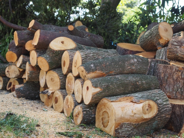 BISON AXE BP18-H1 ハンティングハチェット 手斧 多用斧 斧 薪割り アウトドア 焚火 暖炉