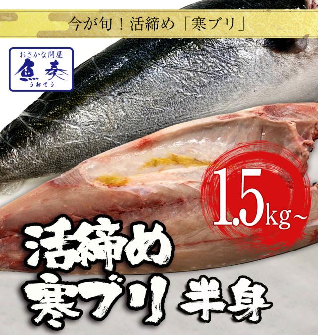 【300円OFFクーポン配布中】寒ブリ 半身 おろし済み 約1.5kg〜 九州産 お刺身用 チルド ぶり 鰤 ぶりしゃぶ 照焼き 送料無料 お歳暮 業務用 食品 おかず お弁当 お歳暮