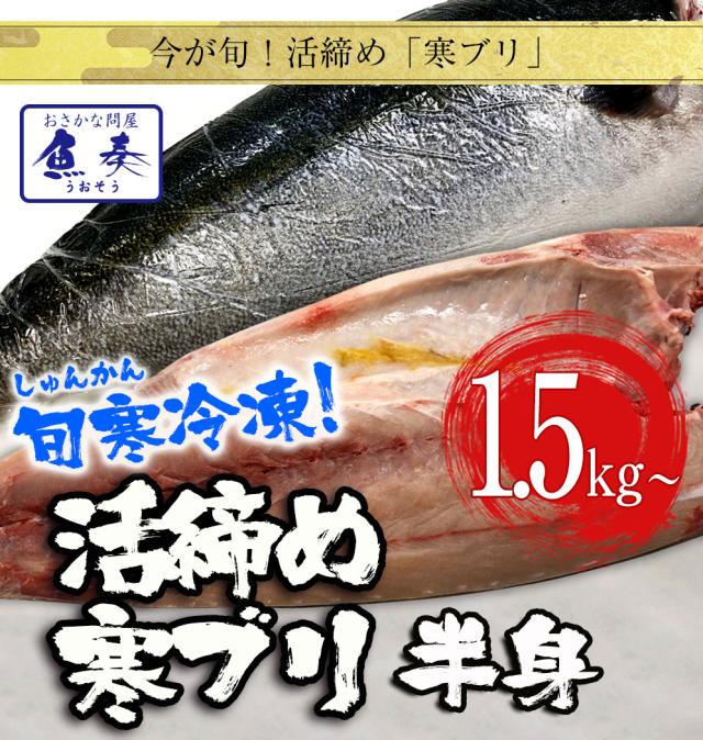 【300円OFFクーポン配布中】寒ブリ 半身 おろし済み 約1.5kg〜 九州産 お刺身用 冷凍配送 ぶり 鰤 ぶりしゃぶ 照焼き 送料無料 お歳暮 業務用 食品 おかず お弁当