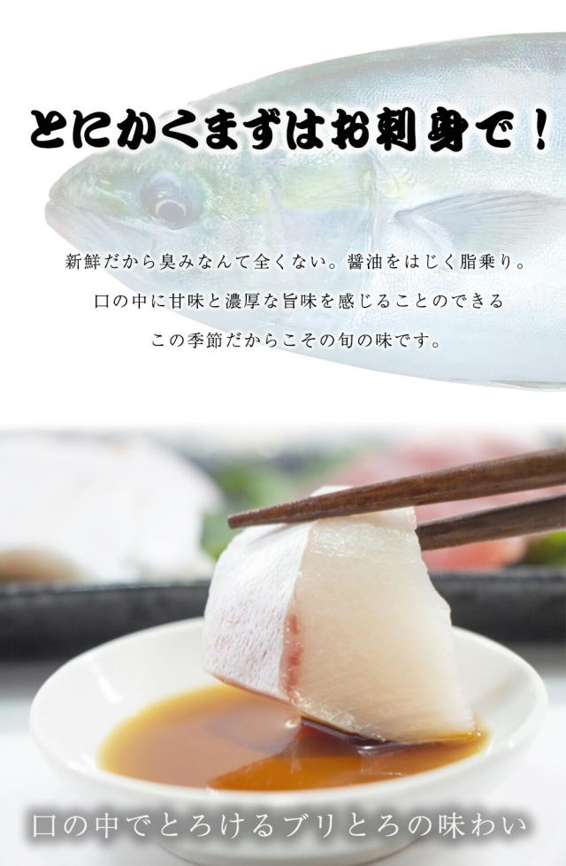 【OFFクーポン配布中】ぶり チルド 加工無し まるごと 1尾 約5kg 鹿児島 大分産 鰤 寒ブリ 嫁ぶり 刺身 ぶりしゃぶ ぶり照り お歳暮 送料無料 業務用_1
