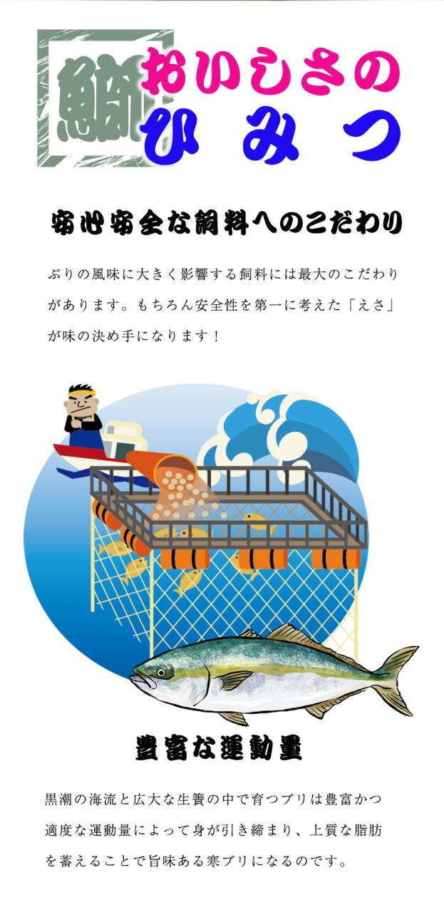 【OFFクーポン配布中】ぶり チルド 加工無し まるごと 1尾 約5kg 鹿児島 大分産 鰤 寒ブリ 嫁ぶり 刺身 ぶりしゃぶ ぶり照り お歳暮 送料無料 業務用_2