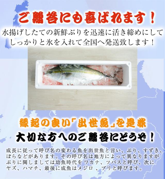 【OFFクーポン配布中】ぶり チルド 加工無し まるごと 1尾 約5kg 鹿児島 大分産 鰤 寒ブリ 嫁ぶり 刺身 ぶりしゃぶ ぶり照り お歳暮 送料無料 業務用_5