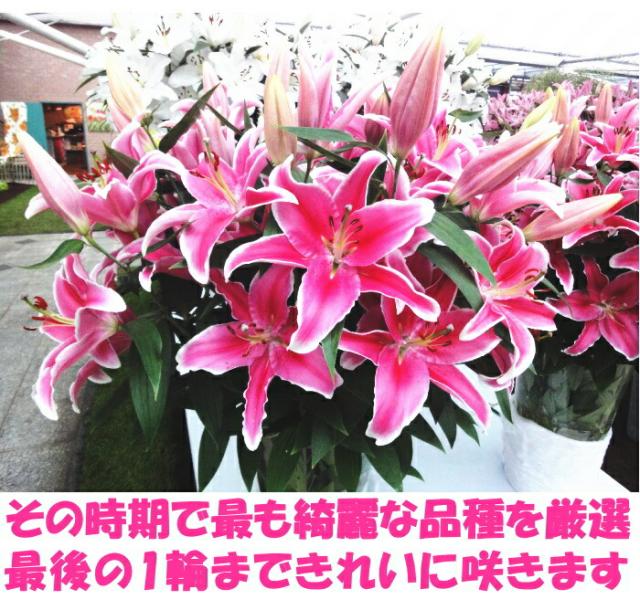 花 ユリ ピンク 父の日 母の日 花束 大輪 ギフト ピンク 10本 40輪 国産 誕生日 ゴージャス プレゼント お祝い 送料無料 花持ちが1週間違う 大きい 花 農家 直送 生花 百合 旬の ゆり pink ユリ花束 フラワー 配達 結婚記念日 退院祝い 御祝 お供え 2026_10