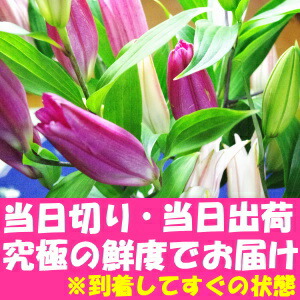 花 ユリ 父の日 母の日 花束 大輪 ギフト 白 10本 40輪 国産 誕生日 ゴージャス プレゼント 花持ちが1週間違う 花農家直送 生花 百合 旬の ゆり ホワイト ユリ花束 送料無料 結婚記念日 開店祝い 退院祝い 御祝 お祝い お供え にも人気 2026_2