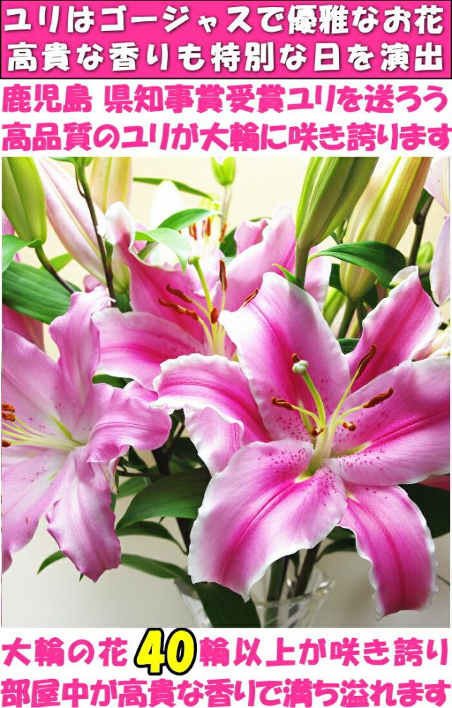 花 ユリ ピンク 父の日 母の日 花束 大輪 ギフト ピンク 10本 40輪 国産 誕生日 ゴージャス プレゼント お祝い 送料無料 花持ちが1週間違う 大きい 花 農家 直送 生花 百合 旬の ゆり pink ユリ花束 フラワー 配達 結婚記念日 退院祝い 御祝 お供え 2026_7
