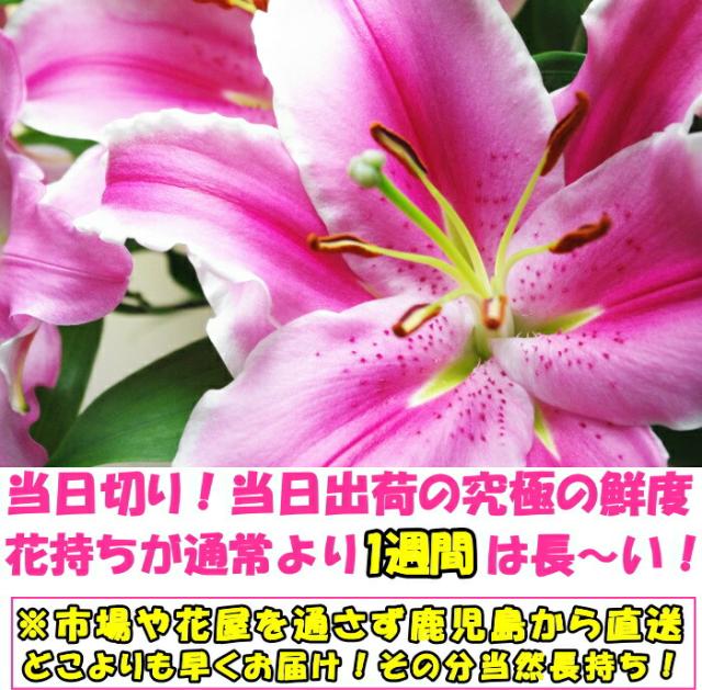 花 ユリ ピンク 父の日 母の日 花束 大輪 ギフト ピンク 10本 40輪 国産 誕生日 ゴージャス プレゼント お祝い 送料無料 花持ちが1週間違う 大きい 花 農家 直送 生花 百合 旬の ゆり pink ユリ花束 フラワー 配達 結婚記念日 退院祝い 御祝 お供え 2026_8