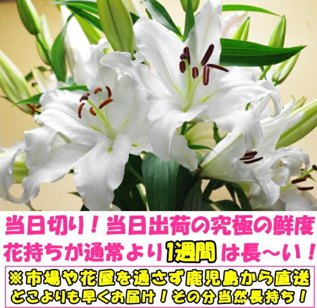 花 ユリ 父の日 母の日 花束 大輪 ギフト 白 10本 40輪 国産 誕生日 ゴージャス プレゼント 花持ちが1週間違う 花農家直送 生花 百合 旬の ゆり ホワイト ユリ花束 送料無料 結婚記念日 開店祝い 退院祝い 御祝 お祝い お供え にも人気 2026_8