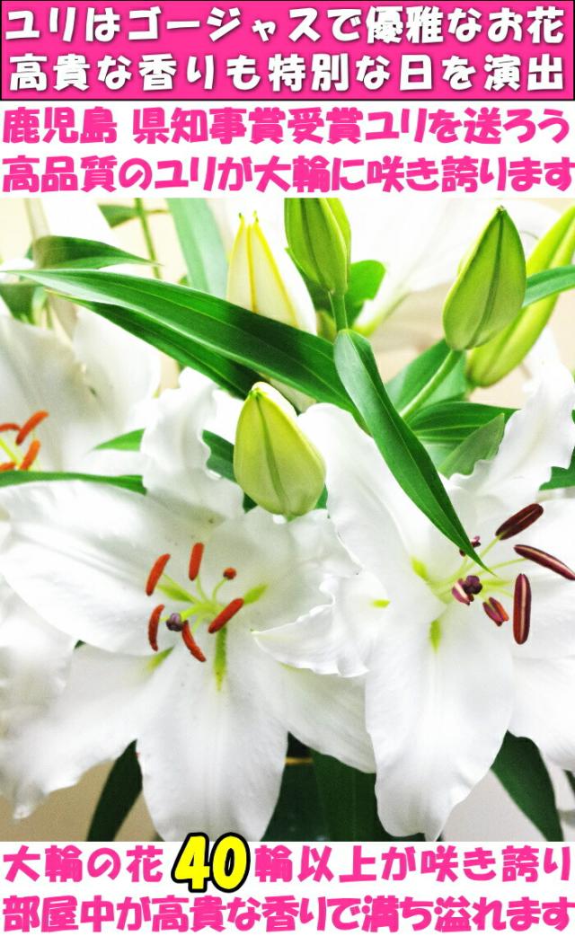 花 ユリ 父の日 母の日 花束 大輪 ギフト 白 10本 40輪 国産 誕生日 ゴージャス プレゼント 花持ちが1週間違う 花農家直送 生花 百合 旬の ゆり ホワイト ユリ花束 送料無料 結婚記念日 開店祝い 退院祝い 御祝 お祝い お供え にも人気 2026_7