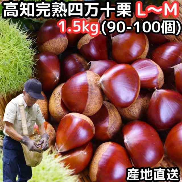 栗 生栗 送料無料 高知 西土佐産 四万十栗 約1.5kg L〜Ｍサイズ 約90〜100個 なまぐり なまくりの通販はau PAY マーケット  クックス産直生鮮市場 au PAY マーケット－通販サイト