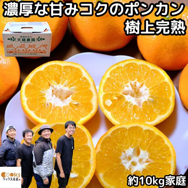 みかん いよかん 愛媛 明浜 訳あり 甘い 美味しい 糖度 10kg s〜L サイズ 家庭用 送料無料 樹上完熟 イヨカン 愛媛みかん 笑丸 ニコマル 箱 買い えひめ エヒメ 農家直送 お取り寄せ