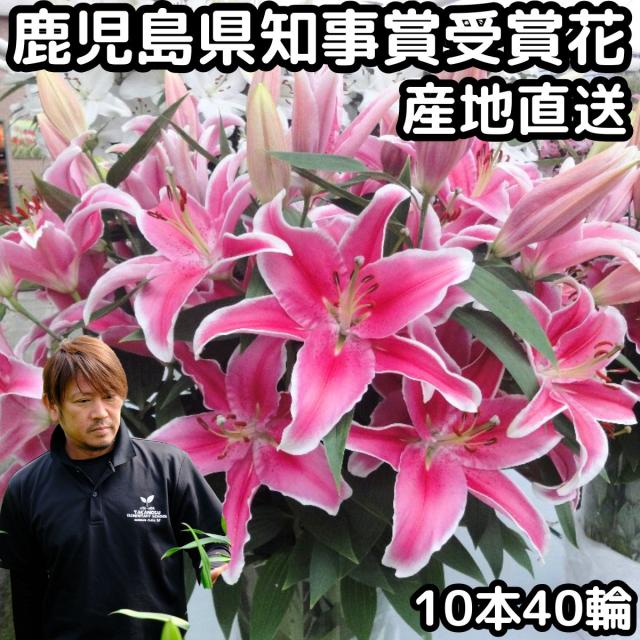 花 ユリ ピンク 父の日 母の日 花束 大輪 ギフト ピンク 10本 40輪 国産 誕生日 ゴージャス プレゼント お祝い 送料無料 花持ちが1週間違う 大きい 花 農家 直送 生花 百合 旬の ゆり pink ユリ花束 フラワー 配達 結婚記念日 退院祝い 御祝 お供え 2026