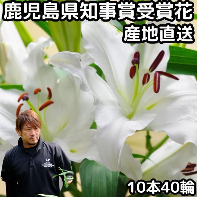 花 ユリ 父の日 母の日 花束 大輪 ギフト 白 10本 40輪 国産 誕生日 ゴージャス プレゼント 花持ちが1週間違う 花農家直送 生花 百合 旬の ゆり ホワイト ユリ花束 送料無料 結婚記念日 開店祝い 退院祝い 御祝 お祝い お供え にも人気 2026