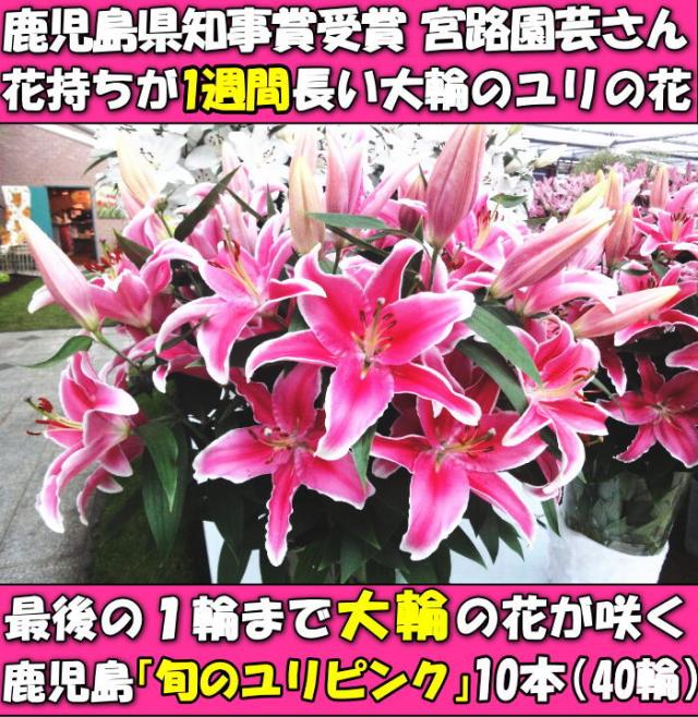 花 ユリ ピンク 父の日 母の日 花束 大輪 ギフト ピンク 10本 40輪 国産 誕生日 ゴージャス プレゼント お祝い 送料無料 花持ちが1週間違う 大きい 花 農家 直送 生花 百合 旬の ゆり pink ユリ花束 フラワー 配達 結婚記念日 退院祝い 御祝 お供え 2026_6