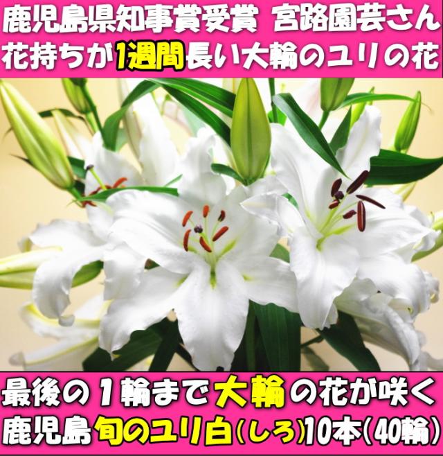 花 ユリ 父の日 母の日 花束 大輪 ギフト 白 10本 40輪 国産 誕生日 ゴージャス プレゼント 花持ちが1週間違う 花農家直送 生花 百合 旬の ゆり ホワイト ユリ花束 送料無料 結婚記念日 開店祝い 退院祝い 御祝 お祝い お供え にも人気 2026_6